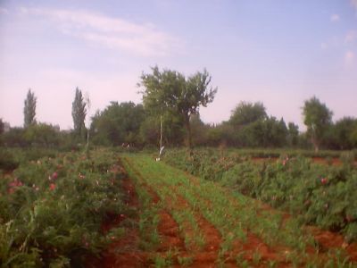 اضغط لتكبيـر الصورة